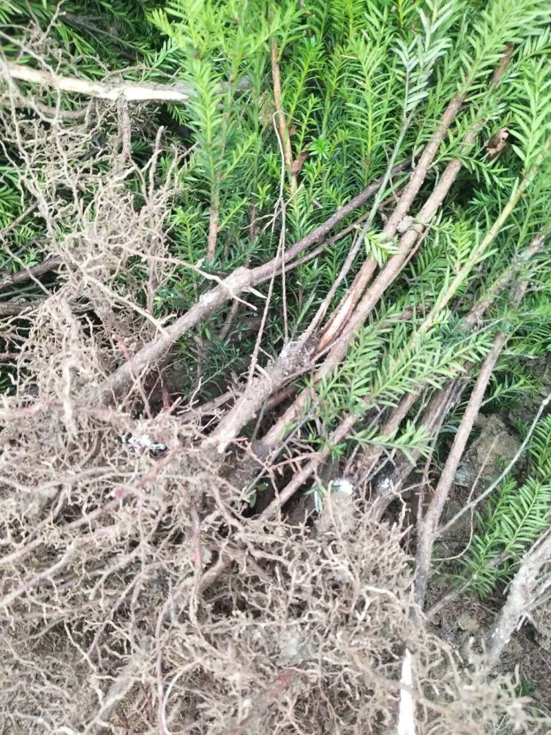 红豆杉基地，精品红豆杉。