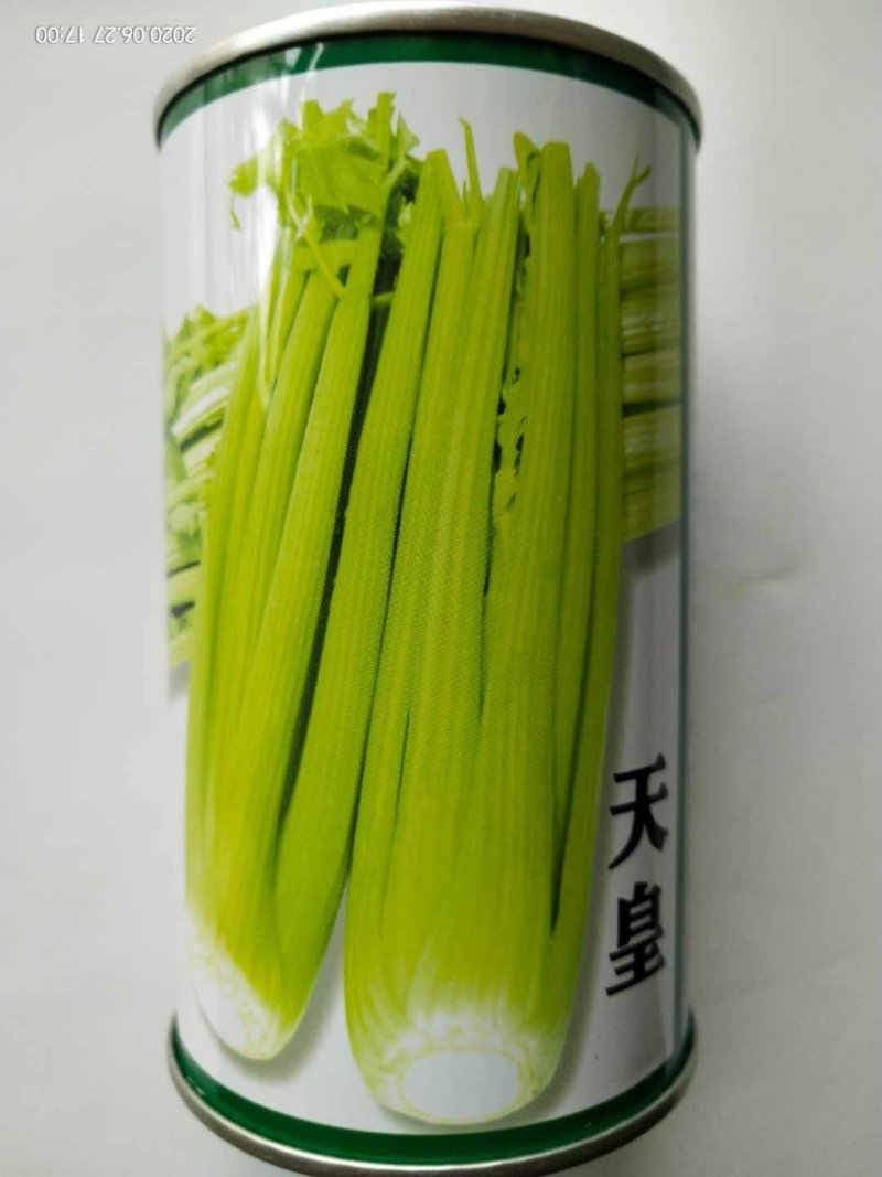 芹菜种子四季播小香芹菜种子，西芹种子大田用种