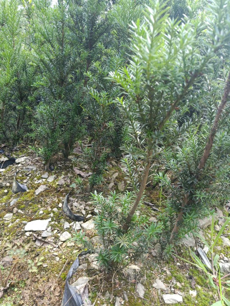 基地直销红豆杉0.5公分1公分2公分3公分品种