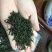 上犹县五指峰手工绿茶