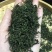 上犹县五指峰手工绿茶