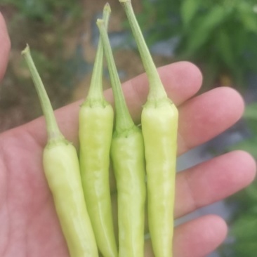 泡椒