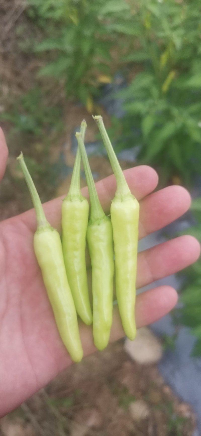 泡椒