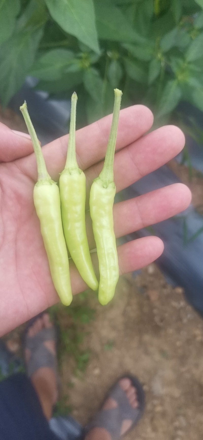 泡椒