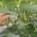 泡椒