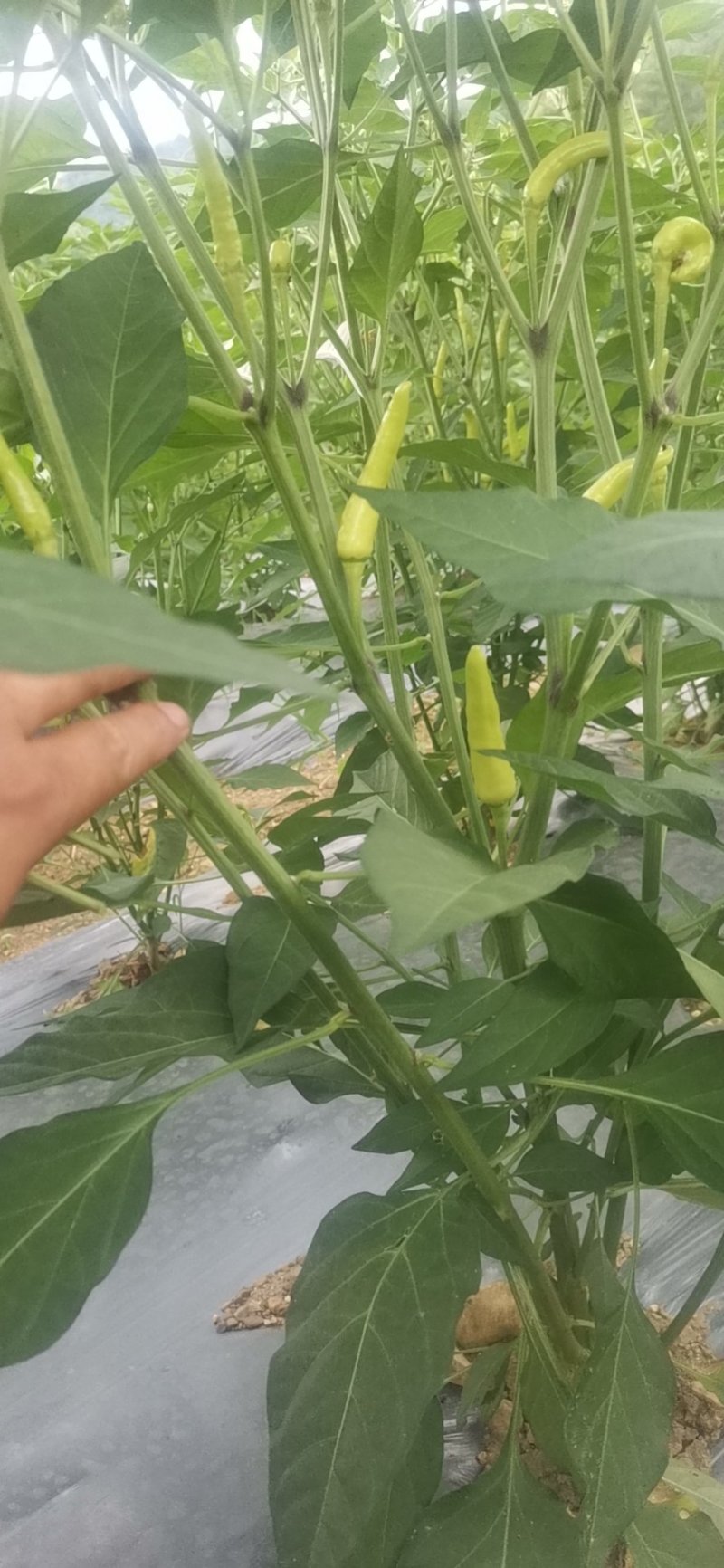 泡椒