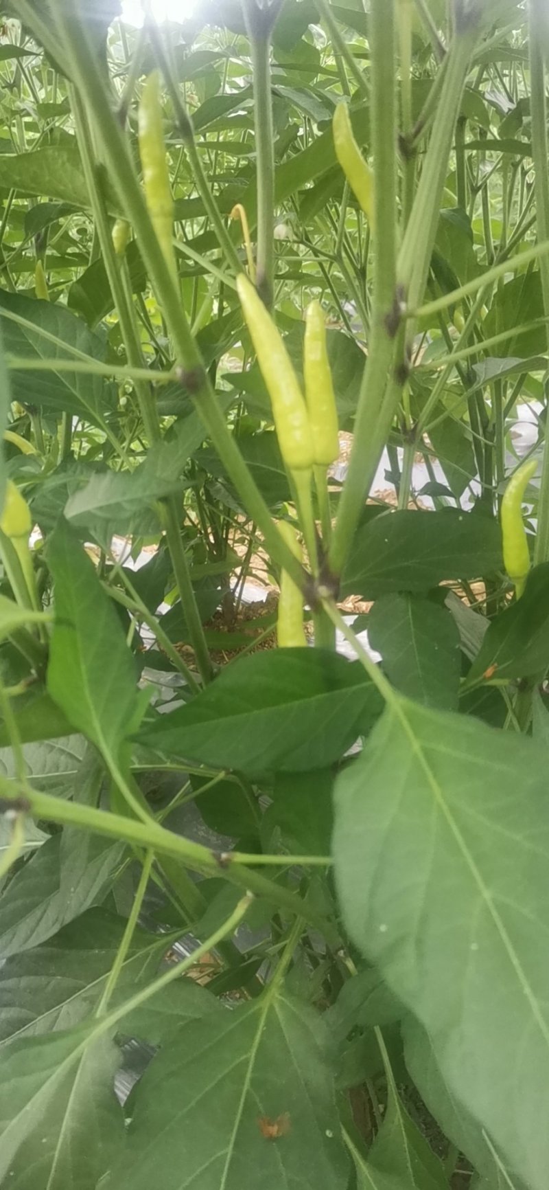 泡椒