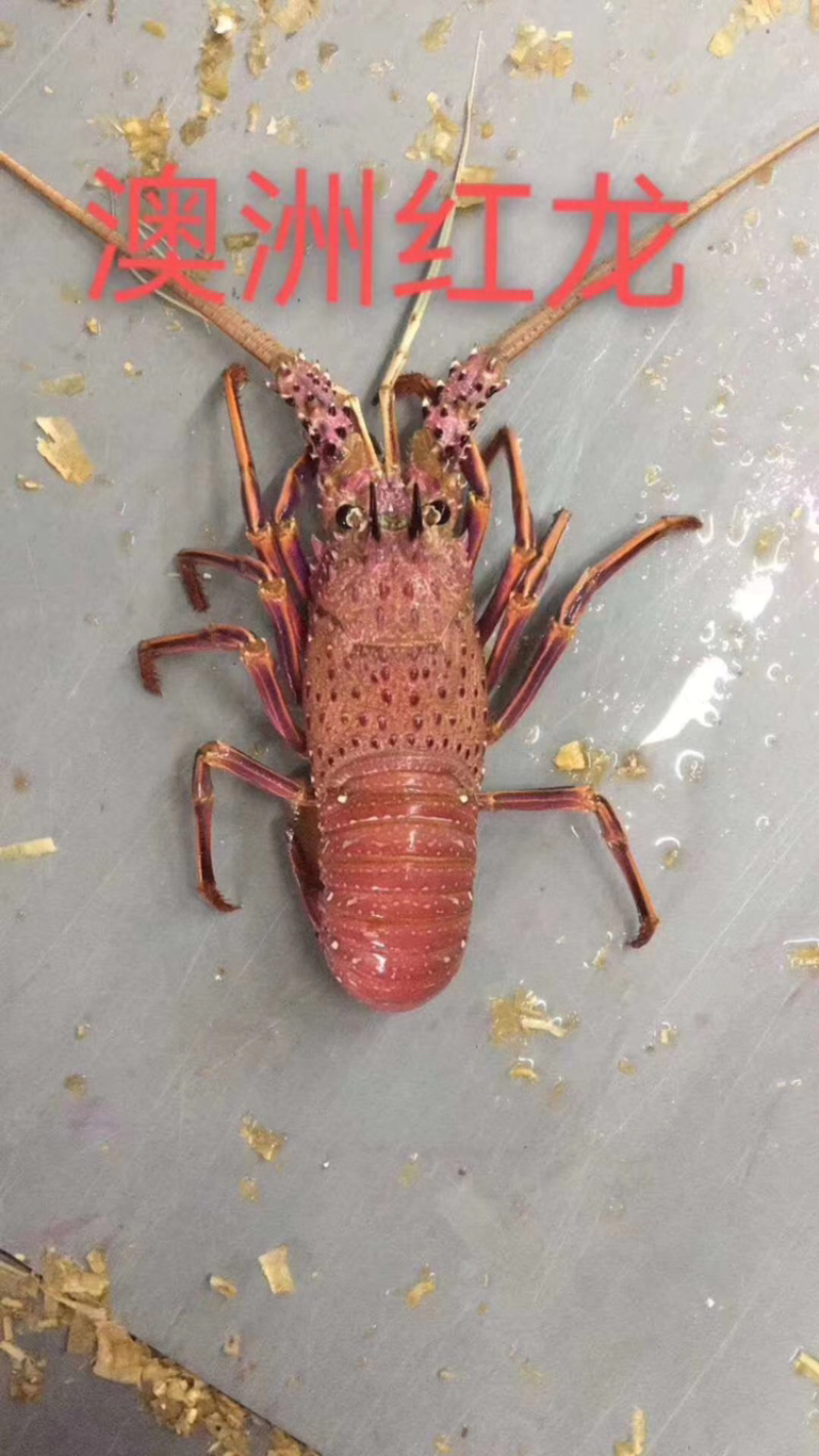 澳洲红龙规格大小都有，价格时价，有时候会有变动！