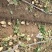 【热销】精品荷兰15806朝河兰品种齐全价优