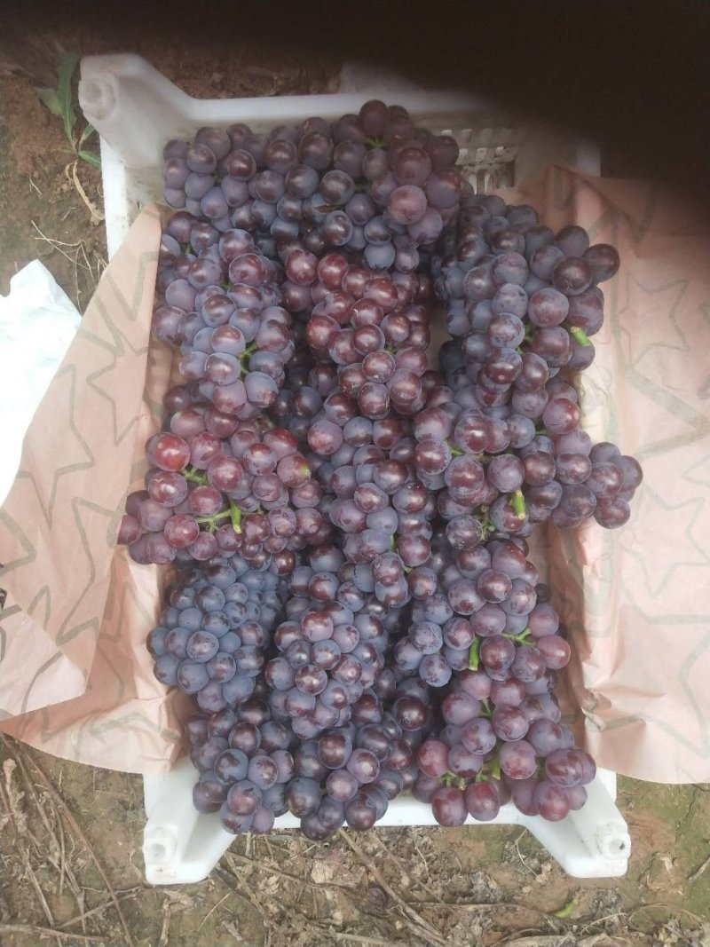 红无核夏黑