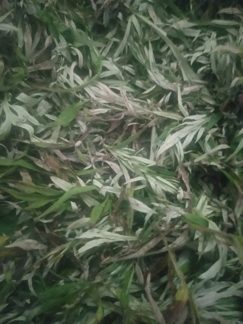 中药材