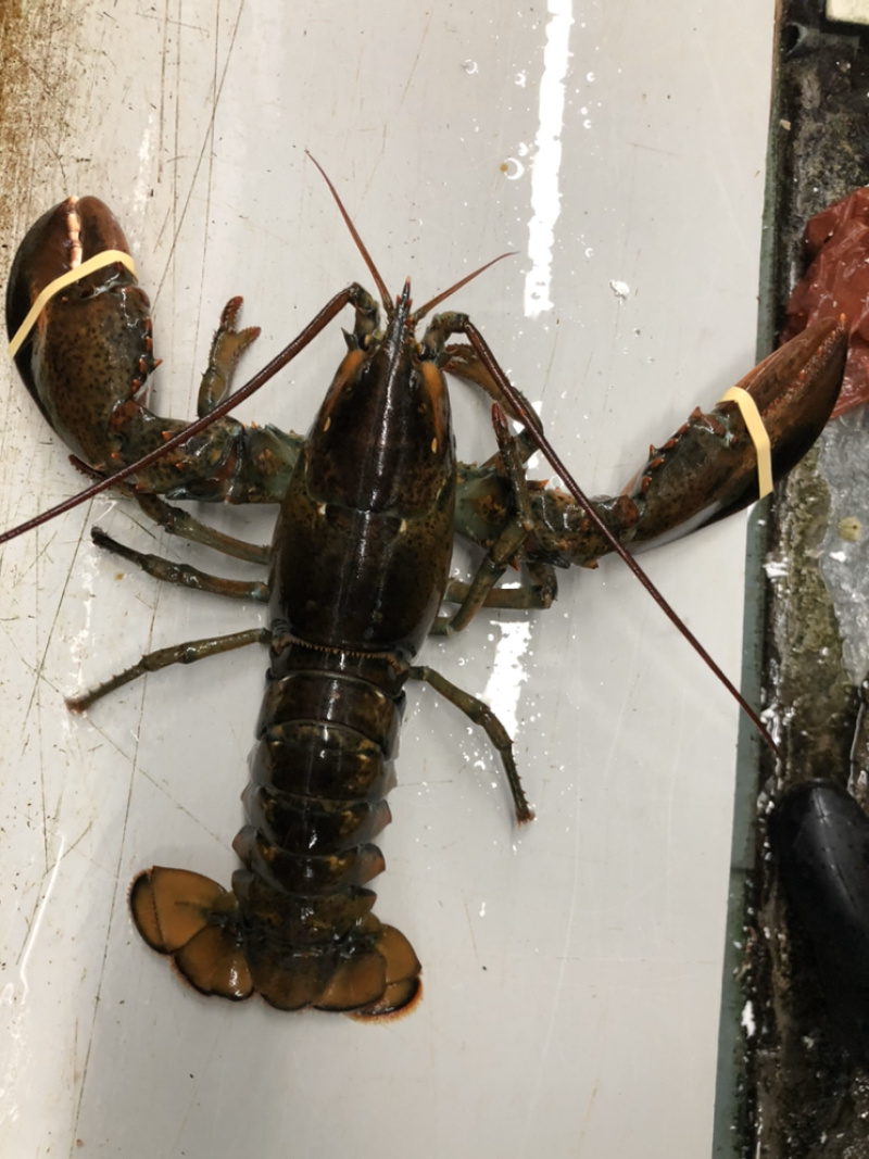 波龙，产地加拿大，规格大小都有，价格不同，吋价。
