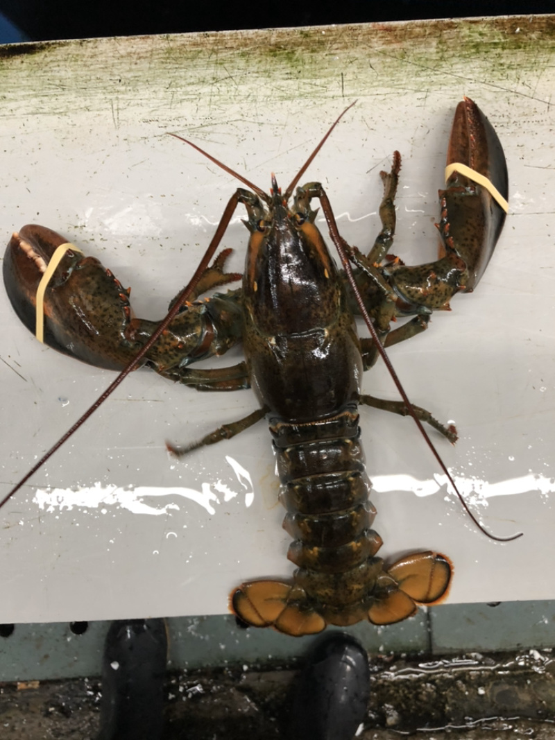 波龙，产地加拿大，规格大小都有，价格不同，吋价。