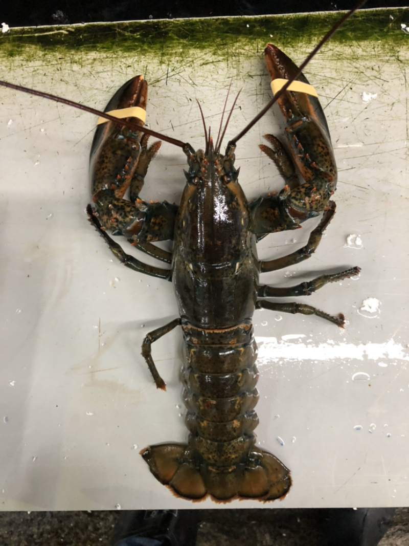 波龙，产地加拿大，规格大小都有，价格不同，吋价。