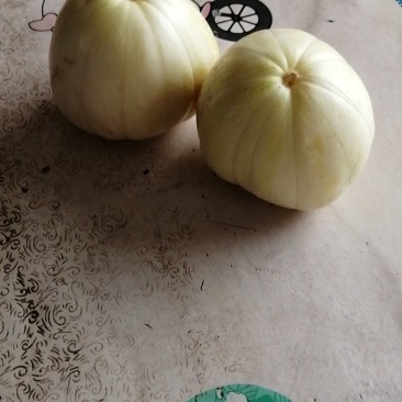 吉林香瓜