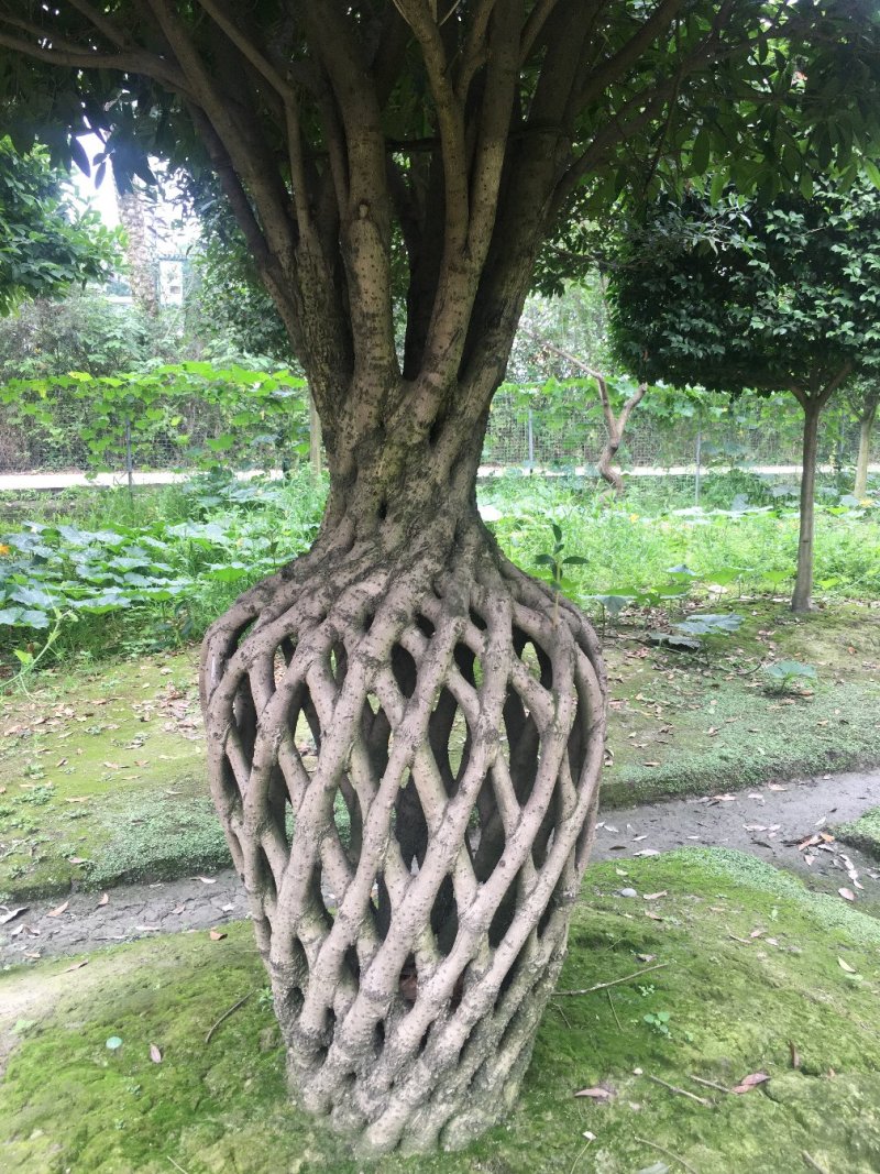 26年桂花花瓶编织造型，桂花花瓶价格