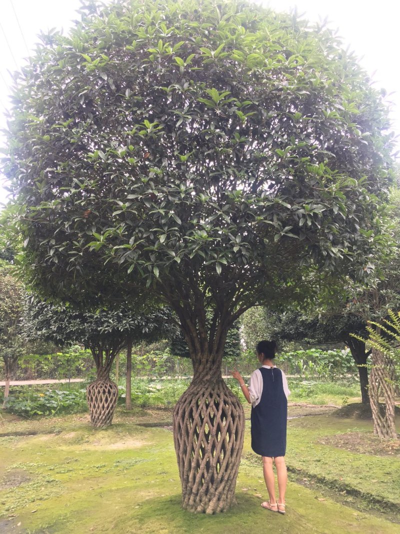 26年桂花花瓶编织造型，桂花花瓶价格