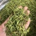 金银花，山东金银花，云南金银花，支持一件代发
