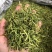 金银花，山东金银花，云南金银花，支持一件代发