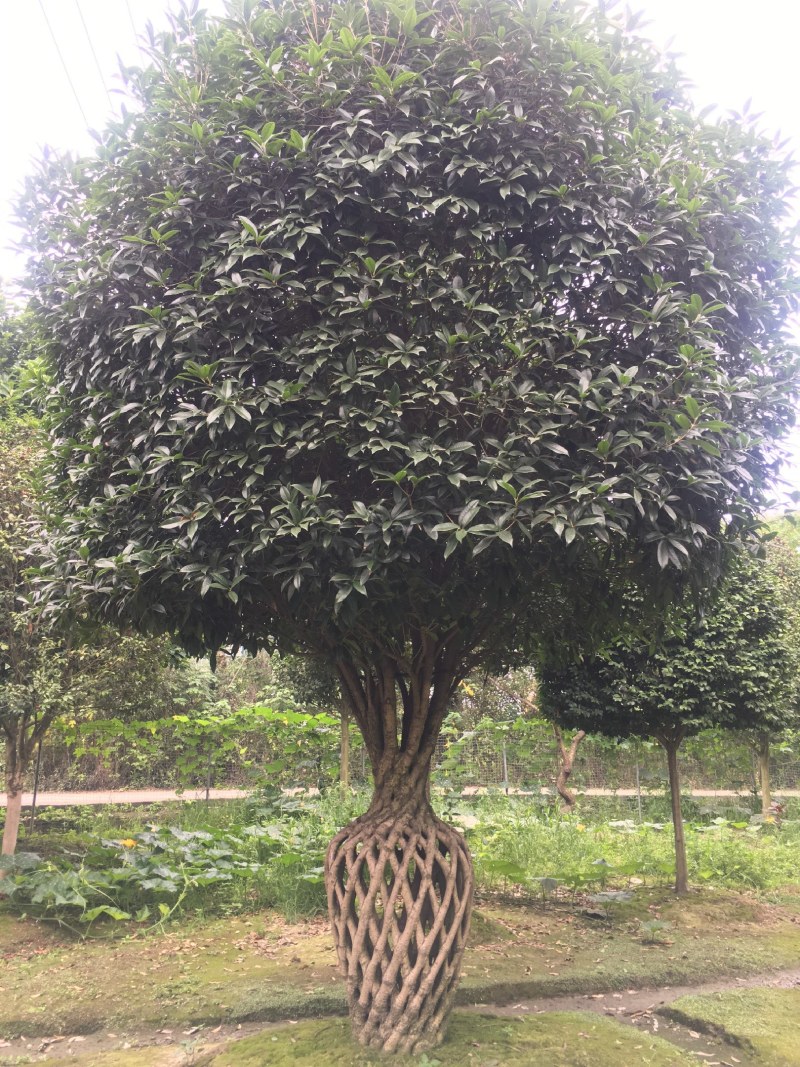 桂花造型桂花花瓶1.7米桂花花瓶，几十年桂花花瓶