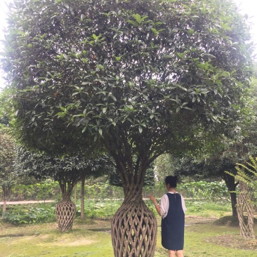 桂花造型桂花花瓶1.7米桂花花瓶，几十年桂花花瓶