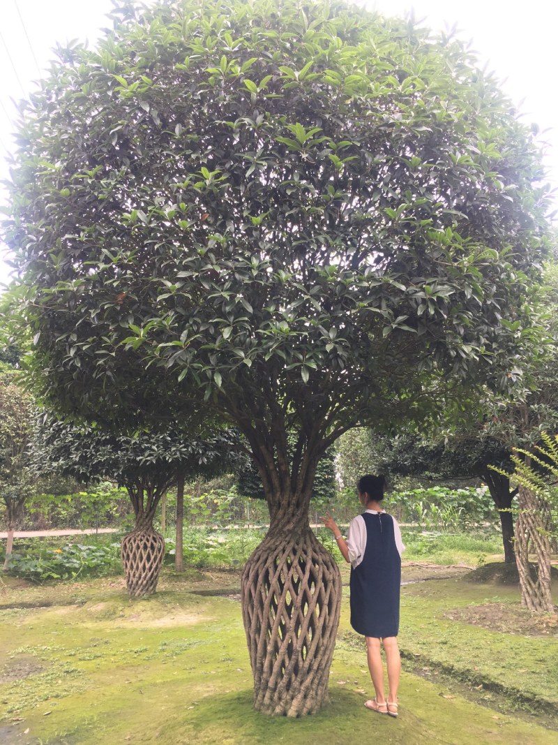 桂花造型桂花花瓶1.7米桂花花瓶，几十年桂花花瓶
