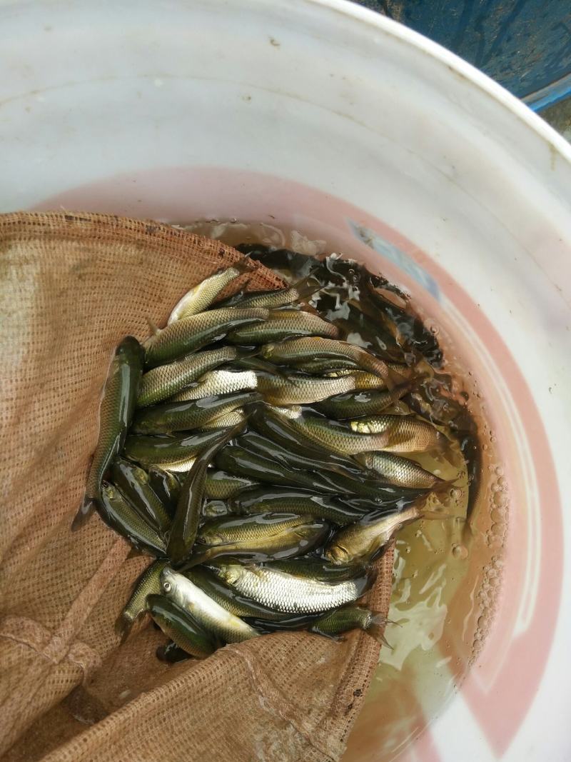 优质草鱼苗，打过疫苗，规格齐全，买家保障