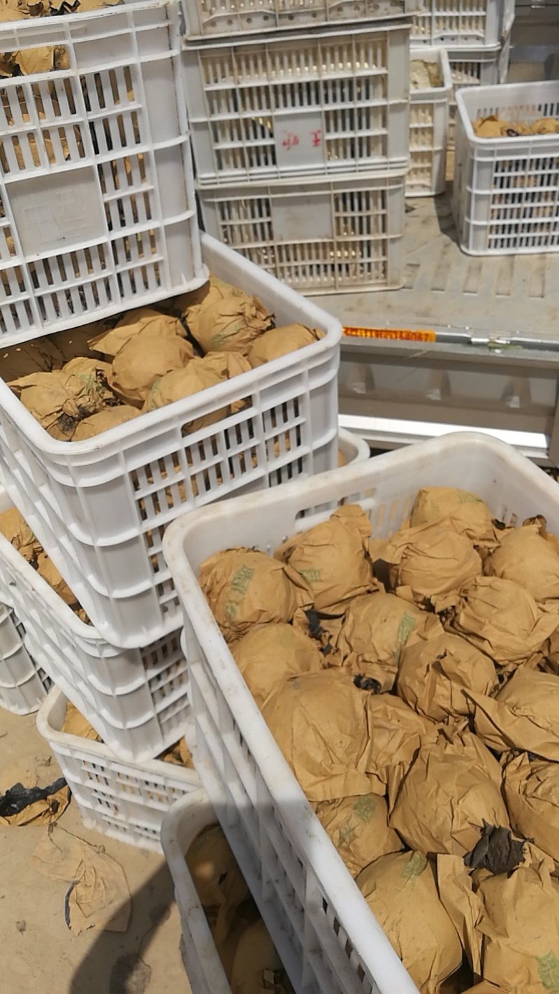 精品青皇冠梨品质保证产地直发量大从优支持线上验货