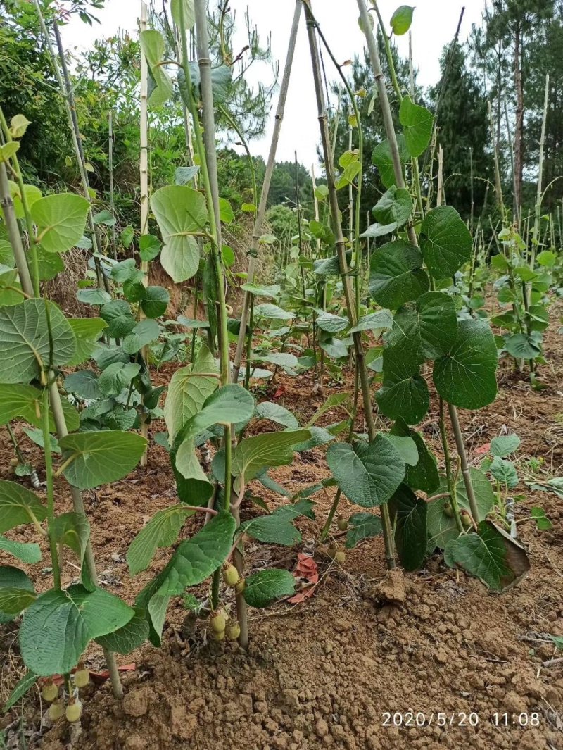 【牛商推荐】嫁接红心猕猴桃苗金燕徐香包成活技术指导