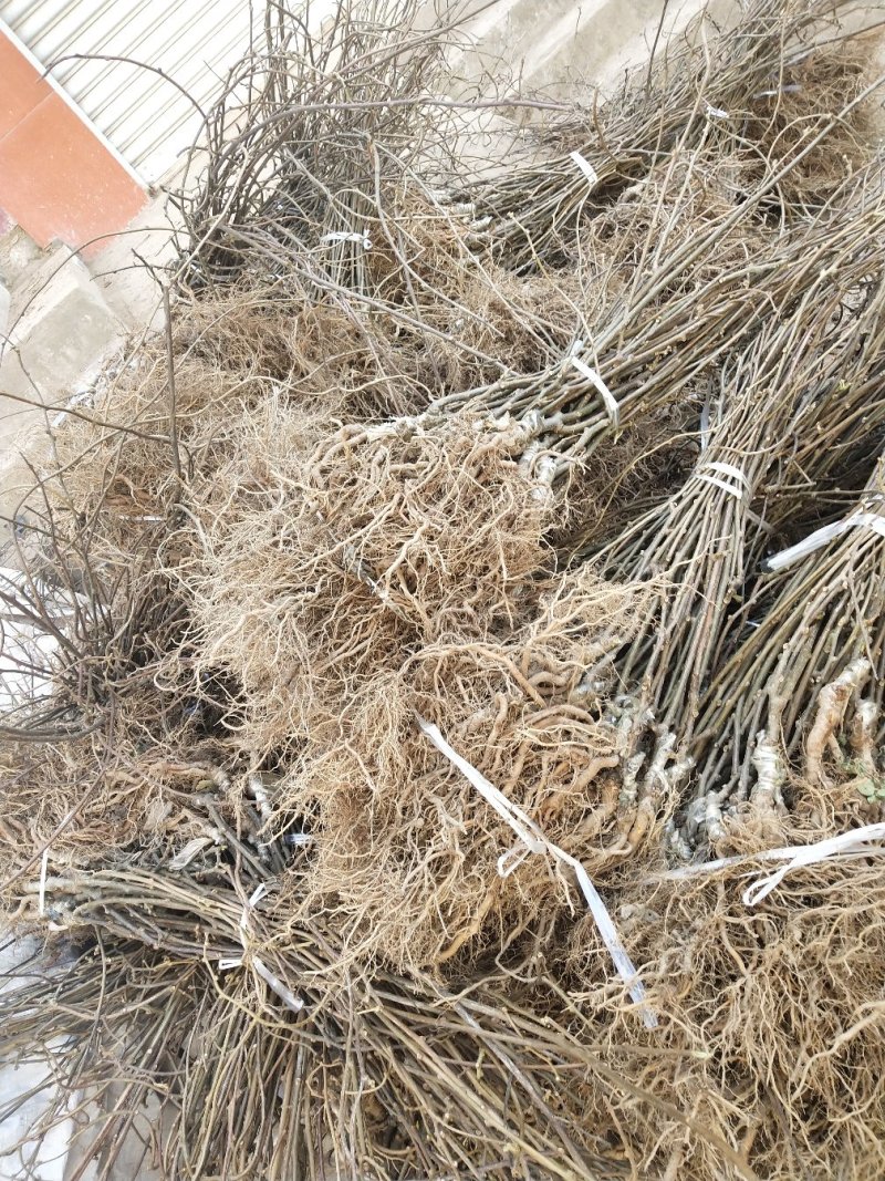 【牛商推荐】嫁接红心猕猴桃苗金燕徐香包成活技术指导