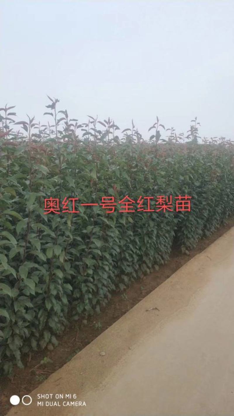 奥红一号梨苗，保品种，成活率高，包技术指导