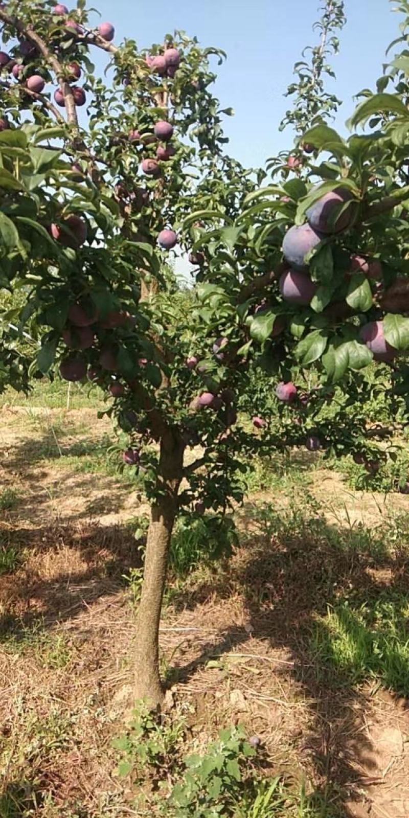 红布林，黑巨力，黑宝石等李子陆续大量上市欢迎客户对接
