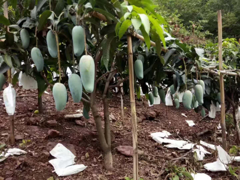 【金煌芒】四川金煌芒基地直供量大从优供应全国市场