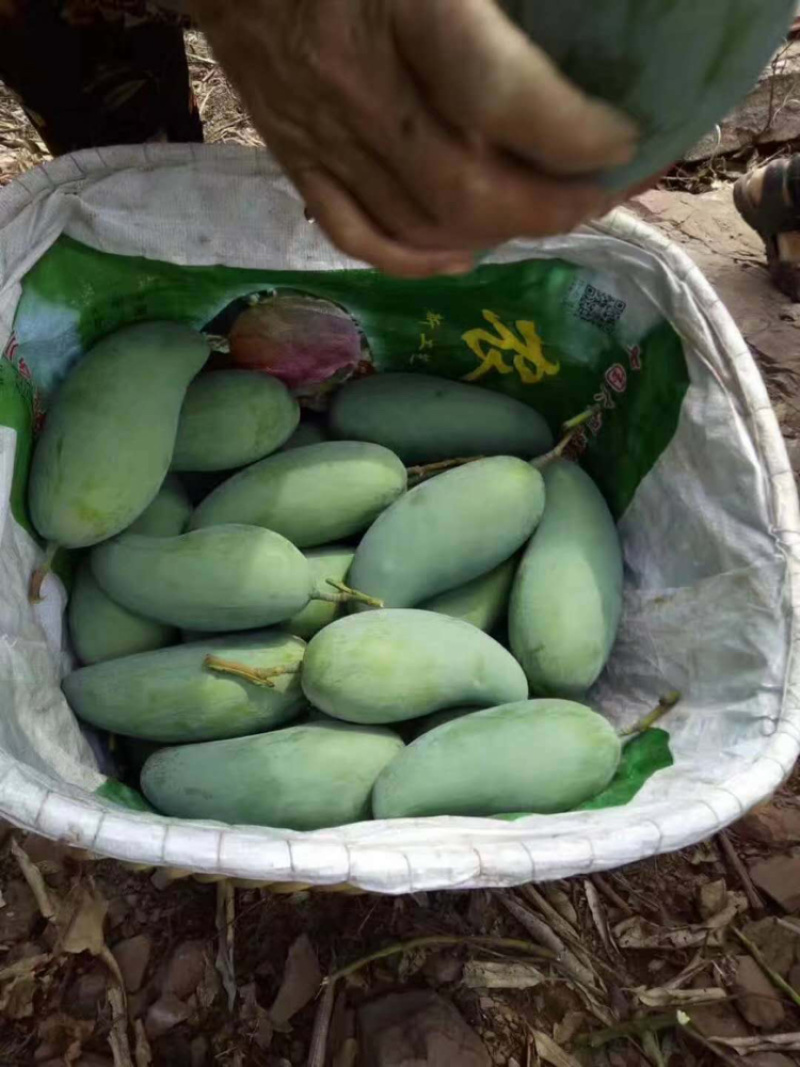 【金煌芒】四川金煌芒基地直供量大从优供应全国市场