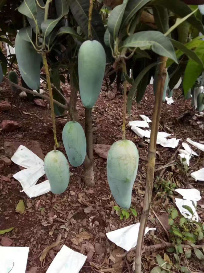 【金煌芒】四川金煌芒基地直供量大从优供应全国市场