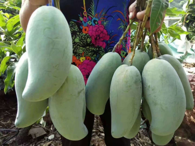【金煌芒】四川金煌芒基地直供量大从优供应全国市场