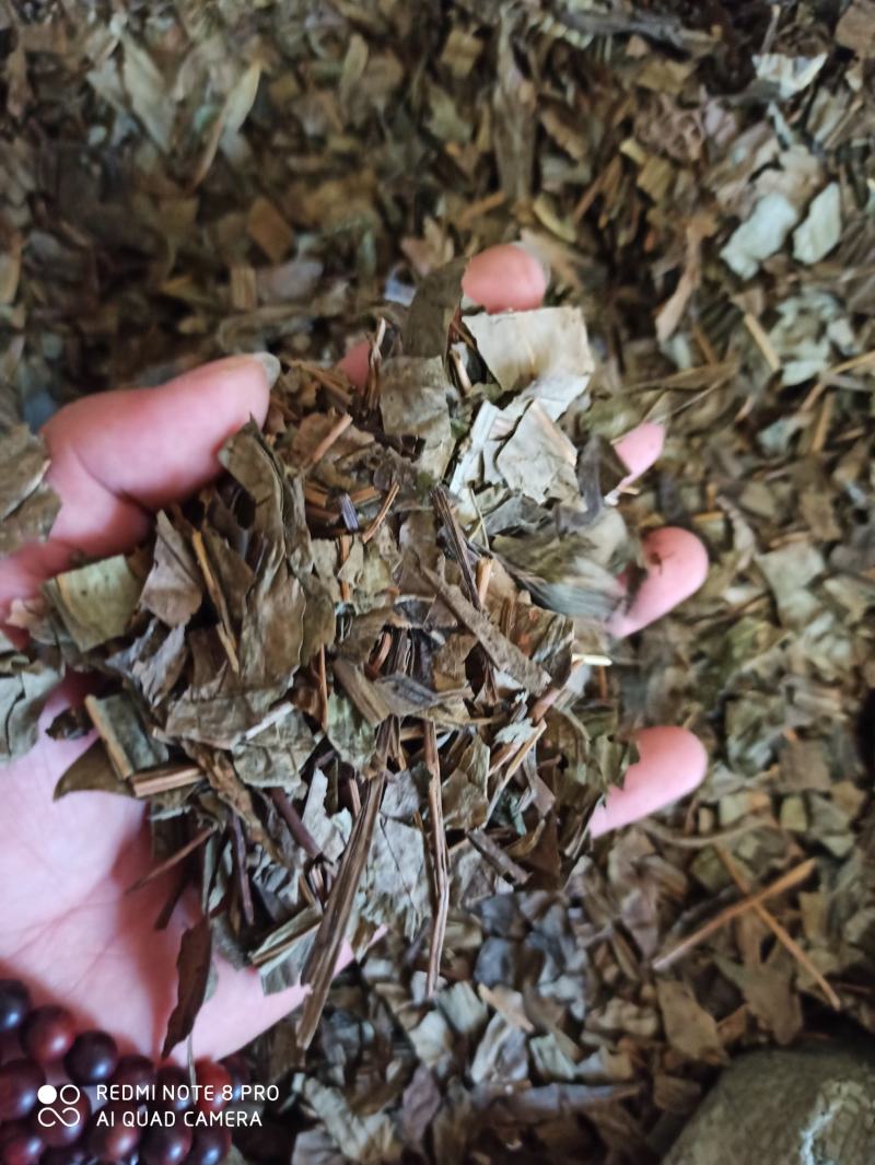 七星剑三叉剑金桃叶金鸡脚鹅掌金星草大量批发