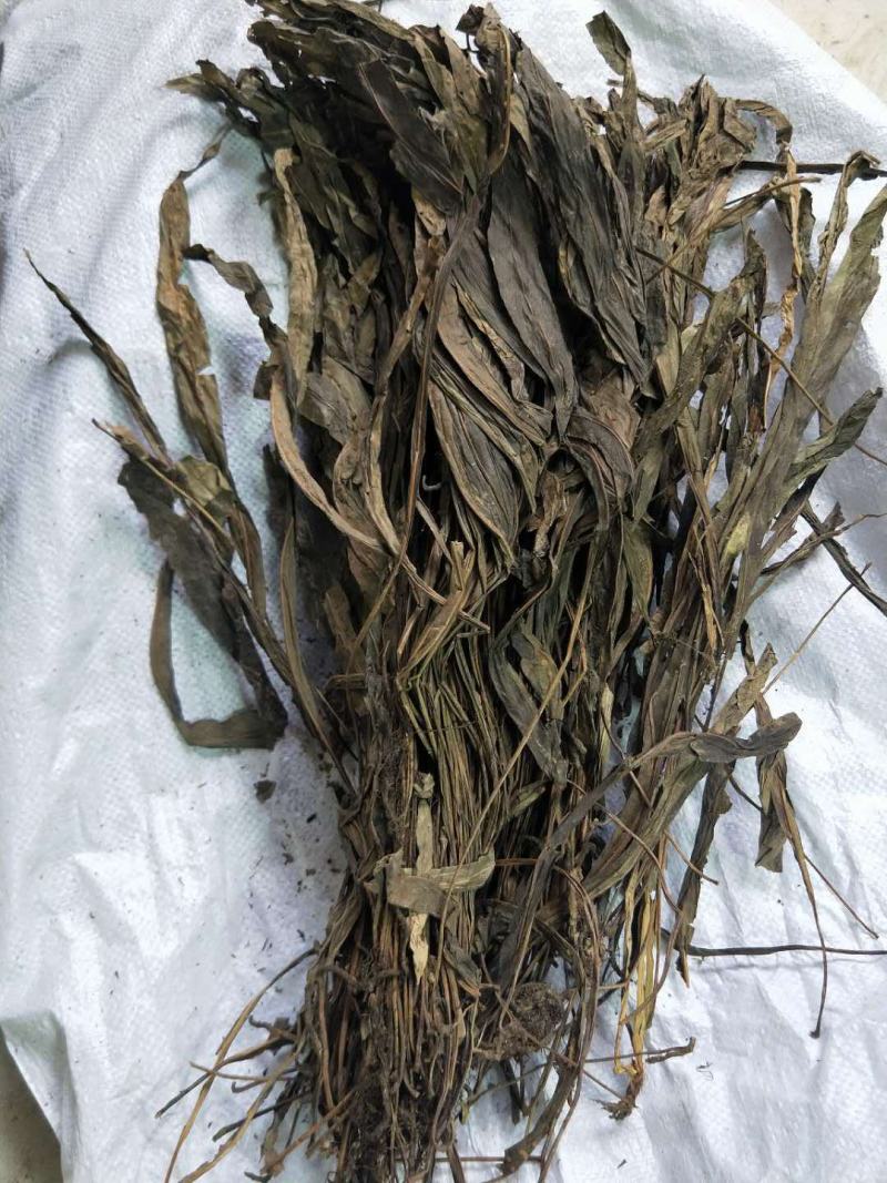 七星剑三叉剑金桃叶金鸡脚鹅掌金星草大量批发
