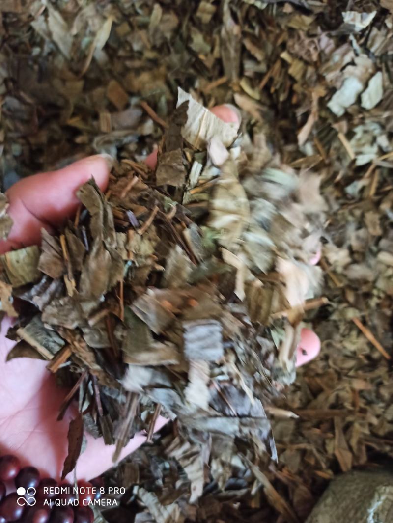 七星剑三叉剑金桃叶金鸡脚鹅掌金星草大量批发