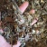 七星剑三叉剑金桃叶金鸡脚鹅掌金星草大量批发