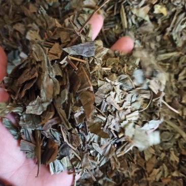 七星剑三叉剑金桃叶金鸡脚鹅掌金星草大量批发