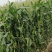 自己家里种植的鲜玉米棒，质粒饱满，物美价廉