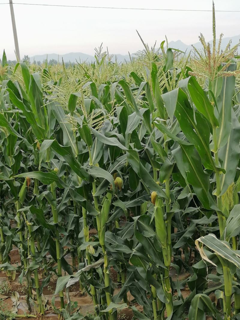 自己家里种植的鲜玉米棒，质粒饱满，物美价廉