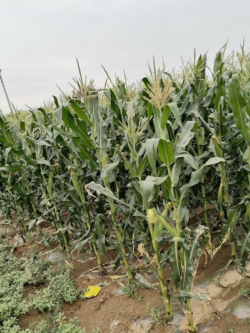 自己家里种植的鲜玉米棒，质粒饱满，物美价廉