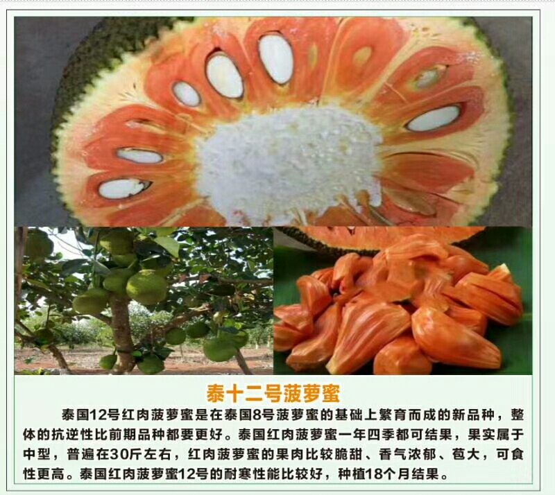 片接泰国12号菠萝蜜苗