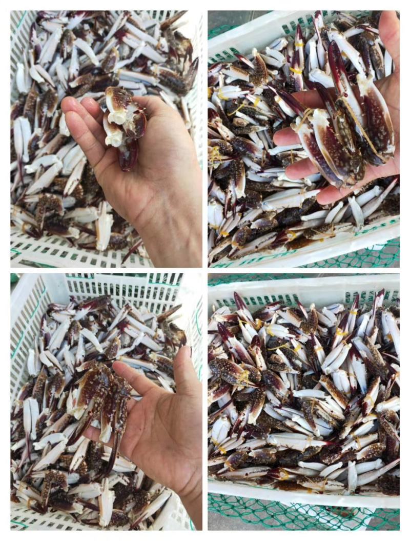 蟹钳梭子蟹钳醉蟹钳鲜活梭子蟹蟹钳大号梭子蟹钳飞蟹螃蟹