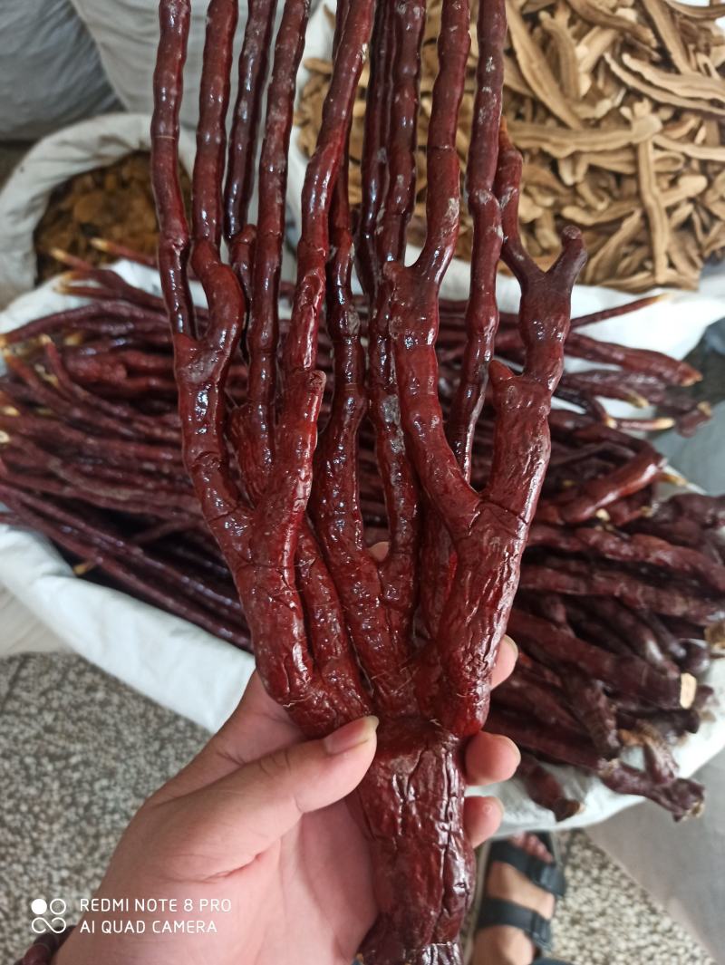 灵芝草可打粉正品保障中药专营批发零售