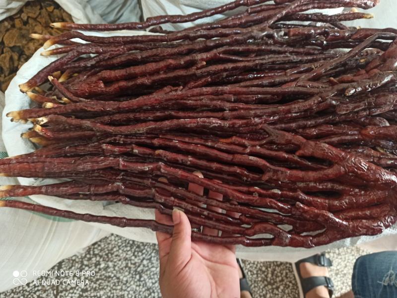 灵芝草可打粉正品保障中药专营批发零售