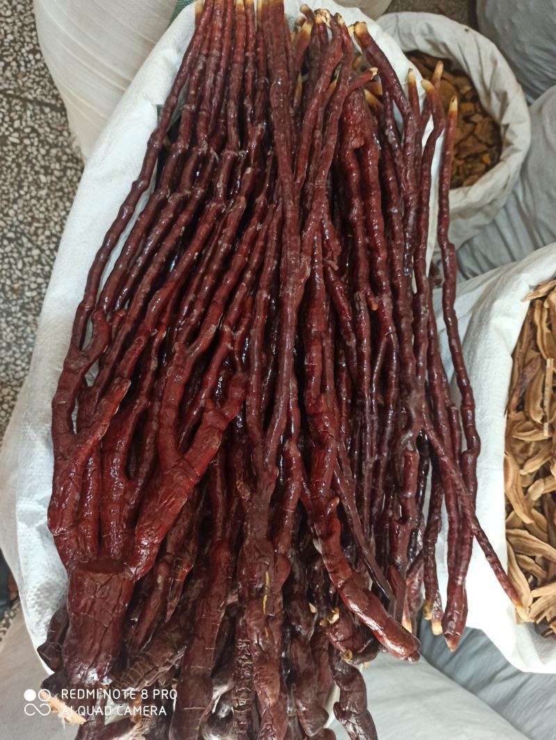 灵芝草可打粉正品保障中药专营批发零售