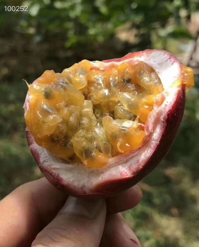 广西容县百香果想吃早点来